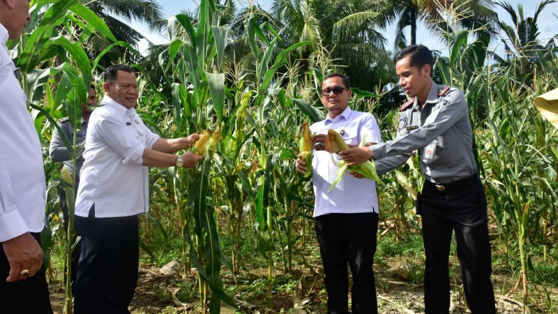 Pastikan Program Ketahanan Pangan Optimal, Kakanwil Ditjenpas Sulsel Tinjau Perkebunan Jagung Rutan Pinrang
