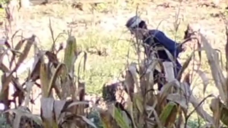 Viral Terlapor Perusakan Tanaman Warga di Enrekang Kembali Berulah