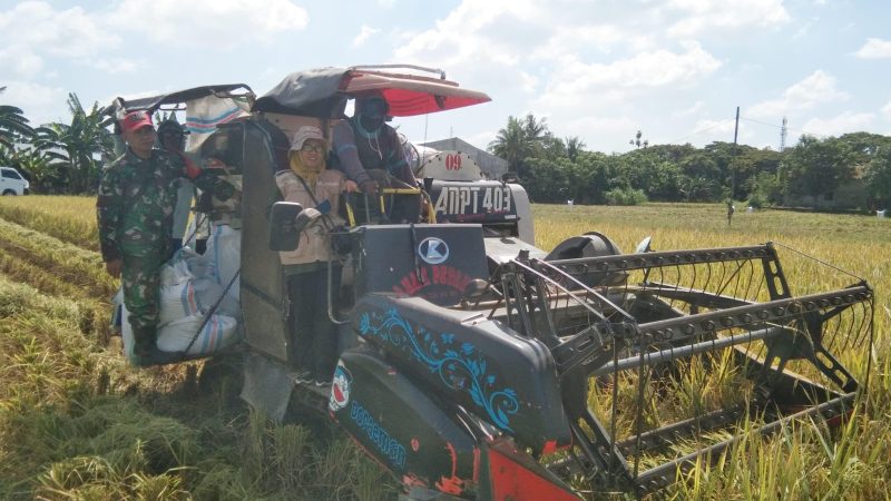 Babinsa Terus Dampingi Petani Jual Gabah di Pinrang