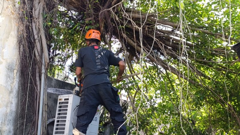 DLH dan BPBD Parepare Sigap Tangani Pohon Mati Rawan Tumbang di Media Center PWI