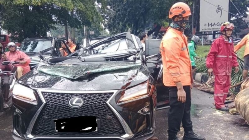Cuaca Buruk, Pengendara Lexus Tewas Ditimpa Pohon Palem