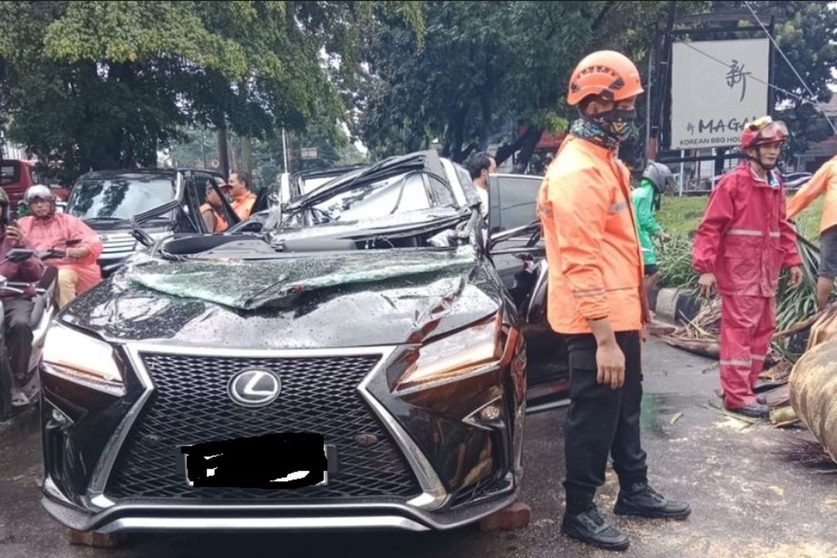 Cuaca Buruk, Pengendara Lexus Tewas Ditimpa Pohon Palem
