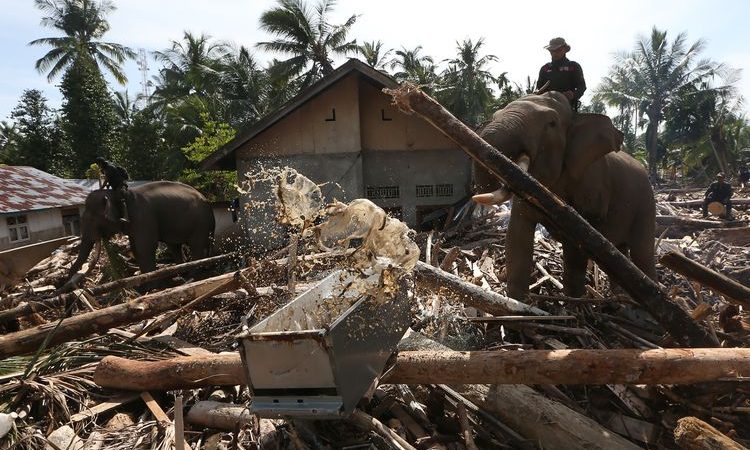 Gajah Turut Bantu Buka Akses Jalan ke Pemukiman Warga Pidie Jaya Aceh