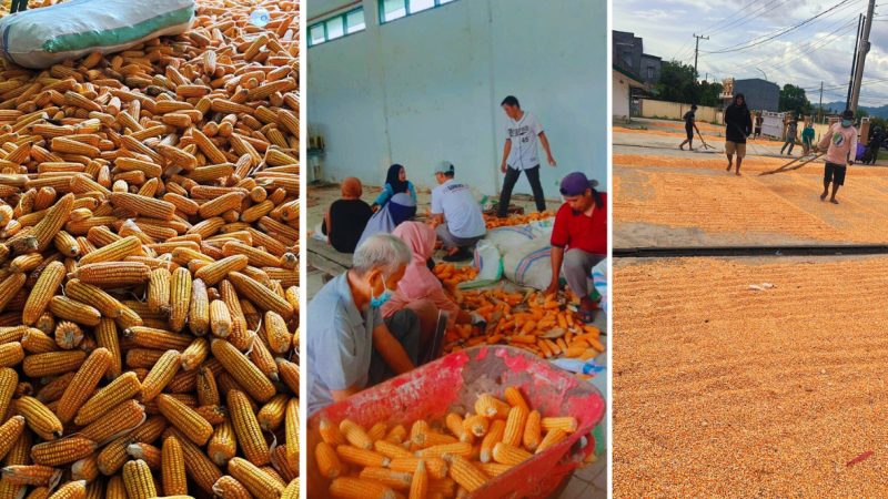 Dukung Swasembada Jagung, BBTPH Dinas TPHP Sulbar Genjot Produksi Benih Jagung Komposit dan Jagung Pakan