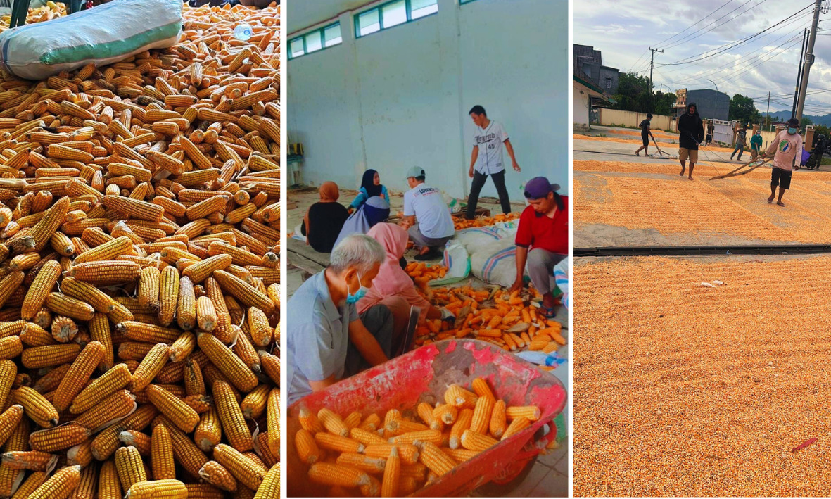 Dukung Swasembada Jagung, BBTPH Dinas TPHP Sulbar Genjot Produksi Benih Jagung Komposit dan Jagung Pakan