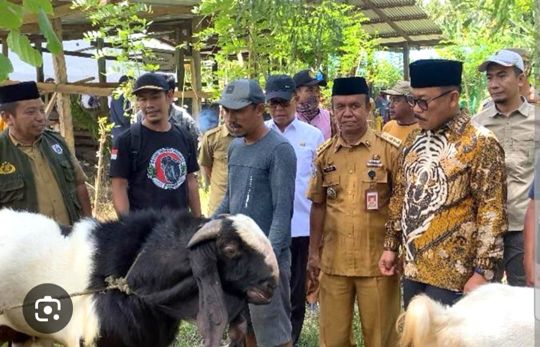 Enam Bulan Berjalan, Bantuan Kambing Pemprov Sulbar Berbuah Ratusan Kelahiran dan Kebuntingan