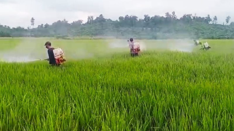 Petani Tommo Tersenyum, 7 Hektare Padi Terkendali dari Serangan Bercak Daun Cokelat