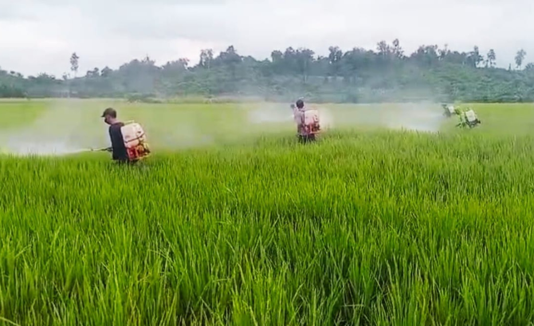 Petani Tommo Tersenyum, 7 Hektare Padi Terkendali dari Serangan Bercak Daun Cokelat