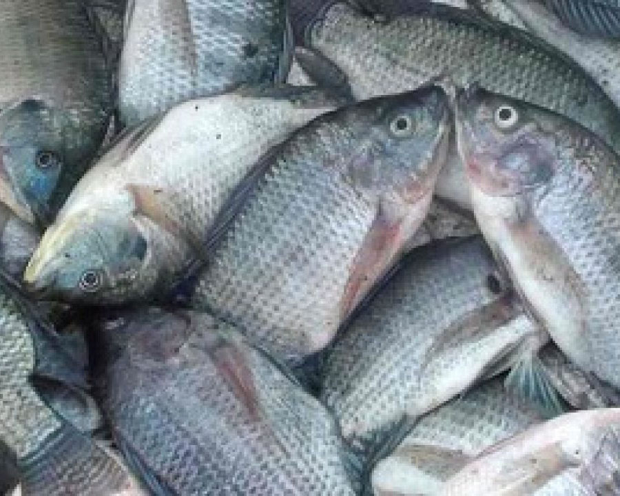 Enam Jenis Ikan yang Direkomendasikan Dikonsumsi Bumil
