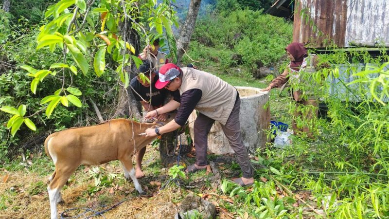 Tim Kesehatan Hewan Parepare Gelar Vaksinasi Terpadu di Lumpue