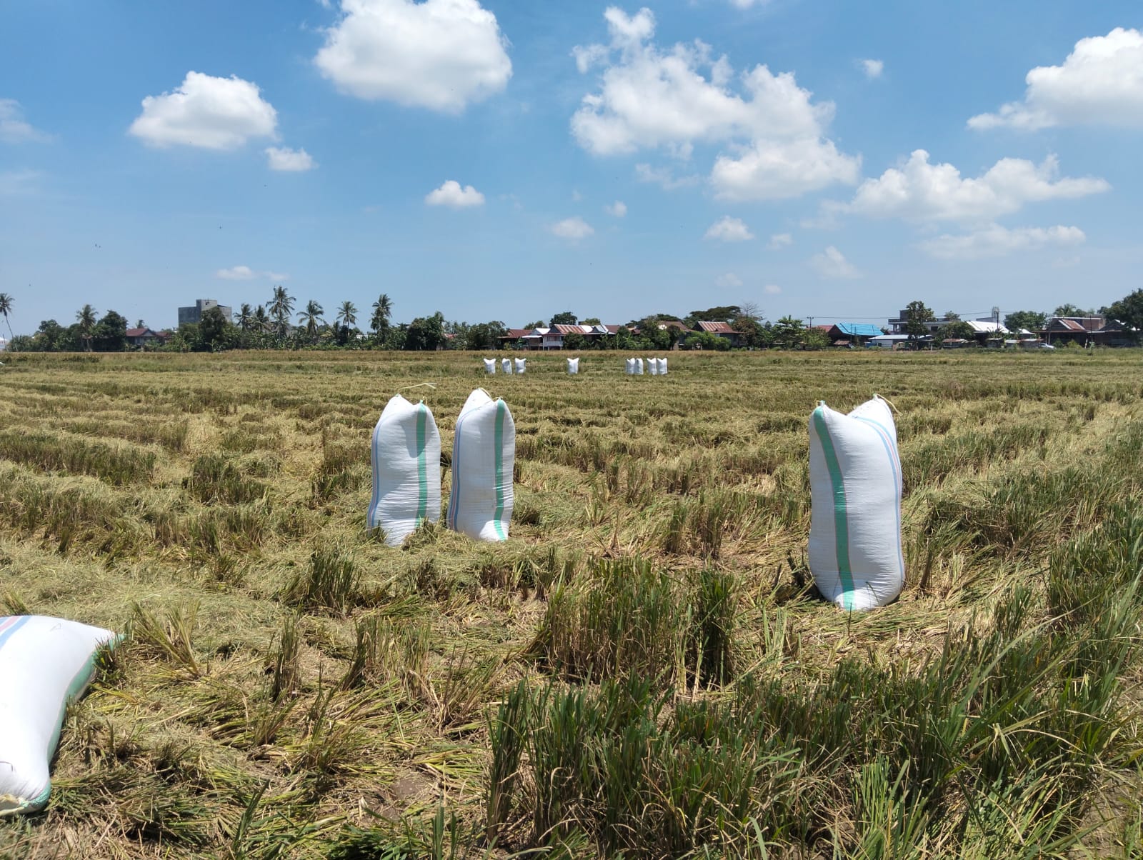 Petani Pinrang Merugi, Ribuan Hektar Sawah Gagal Panen
