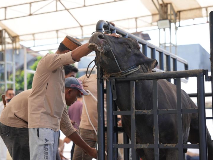 Pertamina Sulawesi Tebar Ribuan Paket Daging Kurban di Berbagai Wilayah Operasi
