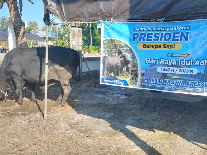 Daging Sapi Bantuan Presiden Prabowo Dibagikan di Tiroang Pinrang