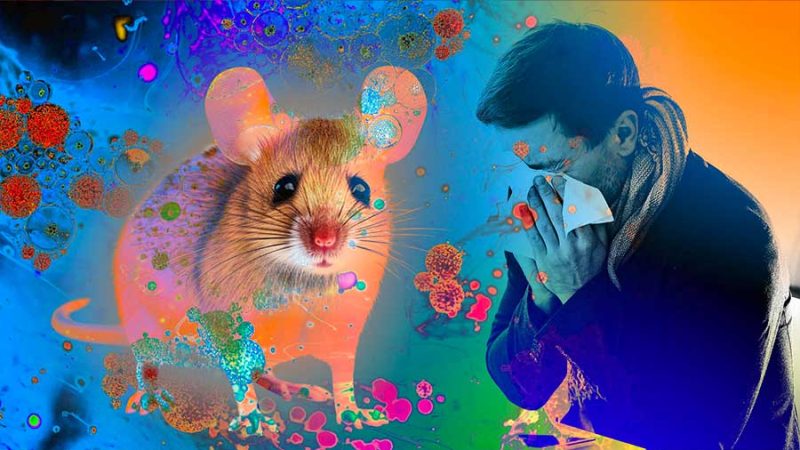 Alarm Hantavirus: WNA di Jakarta Diawasi Ketat Usai Kontak Kasus