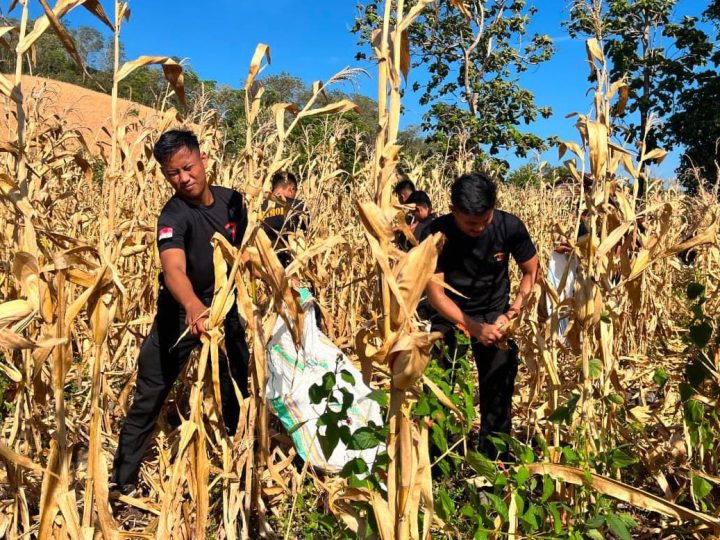 Wujudkan Ketahanan Pangan, Brimob Sulsel Panen Jagung di Parepare