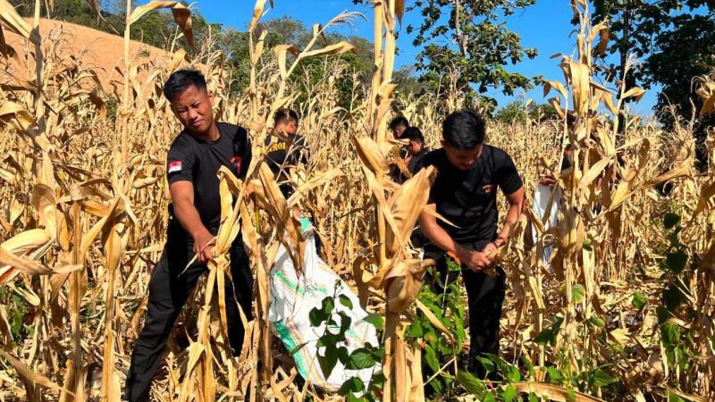 Wujudkan Ketahanan Pangan, Brimob Sulsel Panen Jagung di Parepare