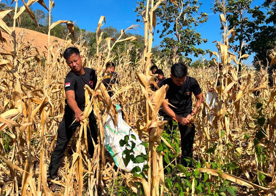 Wujudkan Ketahanan Pangan, Brimob Sulsel Panen Jagung di Parepare