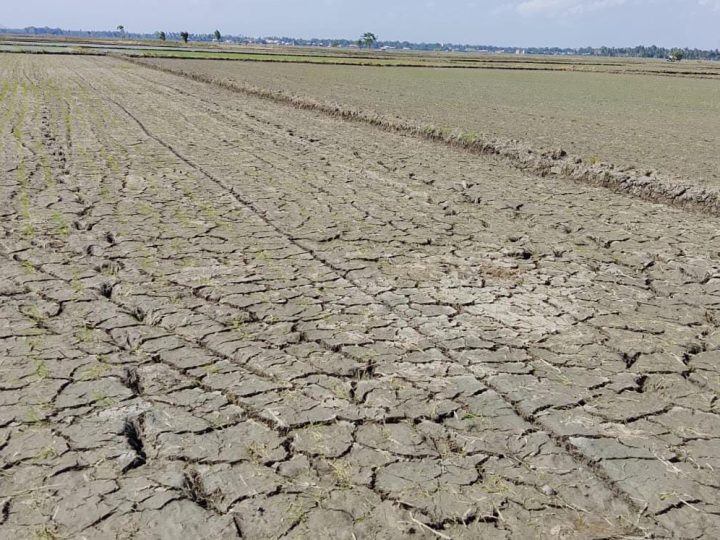 Sawah Kekeringan, Petani di Dusun Kanarie Pinrang Butuh Bantuan Pompanisasi