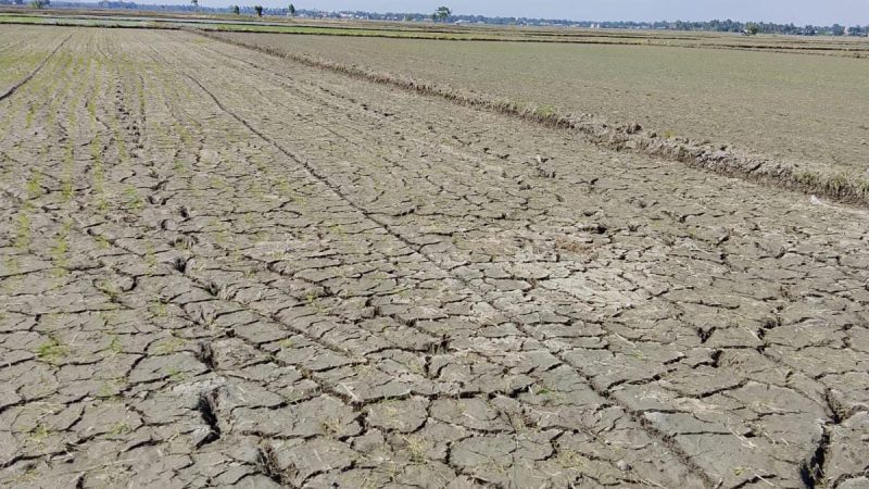 Sawah Kekeringan, Petani di Dusun Kanarie Pinrang Butuh Bantuan Pompanisasi