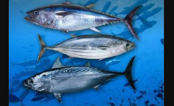 Tarif Ekspor Tuna-Cakalang ke Jepang Jadi 0 Persen, Peluang Indonesia Kuasai Pasar Makin Terbuka