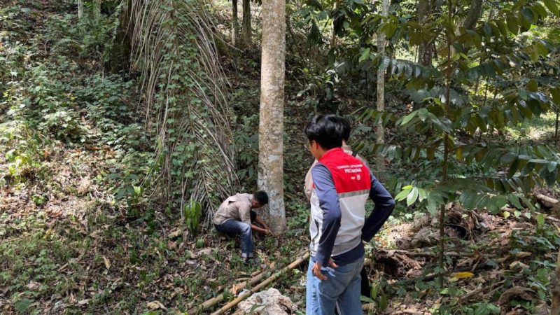 Menelusuri Kekayaan Flora Sulawesi, Pertamina Sulawesi dan UPT Kebun Raya Pucak Eksplorasi Tanaman di Bone